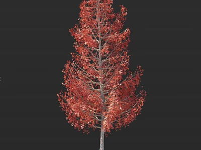 Vibrant Tree With Red Autumn Leaves And Thick Trunk Against Black Background 3d model