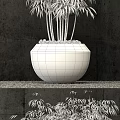 Stylish Bamboo in Black Planter with White Pebbles Against Dark Background Wall on Gravel Shelf