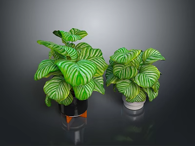 Green And White Striped Leaf Potted Plants In Black And White Pots With Orange Stand 3d model