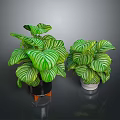 Green And White Striped Leaf Potted Plants In Black And White Pots With Orange Stand
