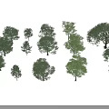 Different Types of Landscaping Trees Showing Varied Sizes Shapes and Foliage