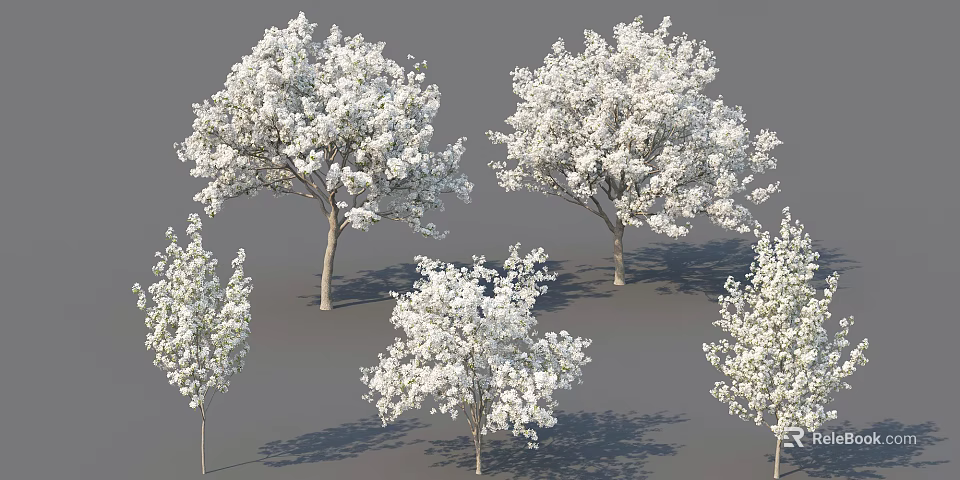 Five Arbor Trees With Slender Trunks And White Flowers On Gray Background 3d model