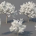 Five Arbor Trees With Slender Trunks And White Flowers On Gray Background 3d model