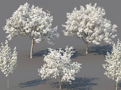 Five Arbor Trees With Slender Trunks And White Flowers On Gray Background 3d model