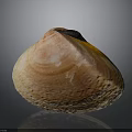 Natural Clam Shell Featuring Pink Orange Hues And Detailed Surface Texture