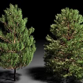 Two Evergreen Arbor Pine Trees With Dense Foliage And Healthy Branches