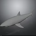 Realistic White Shark Model Featuring Smooth Surface on Dark Background with Reflection