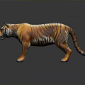 Orange And Black Striped Tiger Model With White Paws In Standing Pose On Dark Background