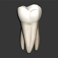 Detailed Human Tooth Organ 3D Model With White Crown And Natural Root Structure