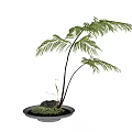 Bonsai Potted Plants With Palm Like Green Leaves On Decorative Tray