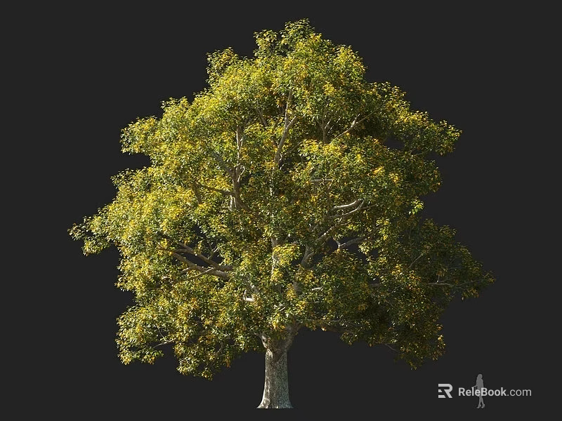 Tall Arbor With Green And Yellow Foliage And Sturdy Trunk Isolated On Dark Background 3d model 