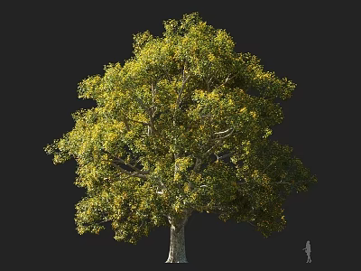 Tall Arbor With Green And Yellow Foliage And Sturdy Trunk Isolated On Dark Background 3d model