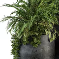 Lush Green Plants In Multiple Black Pots With Large Leaves And Bushy Foliage