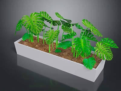 Monstera and Tropical Plants in White Rectangular Planter with Large Green Leaves and Brown Soil 3d model