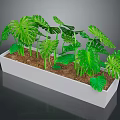 Monstera and Tropical Plants in White Rectangular Planter with Large Green Leaves and Brown Soil