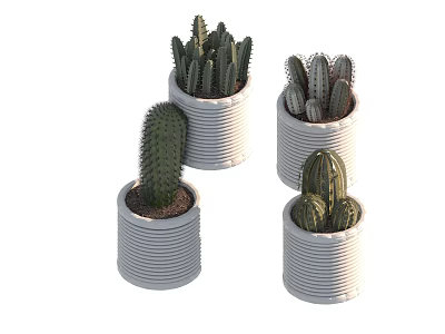 Potted Cactus Plants In White Ribbed Pots With Various Shapes And Sizes 3d model