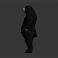 Realistic Standing Black Bear Model with Shiny Fur and White Background