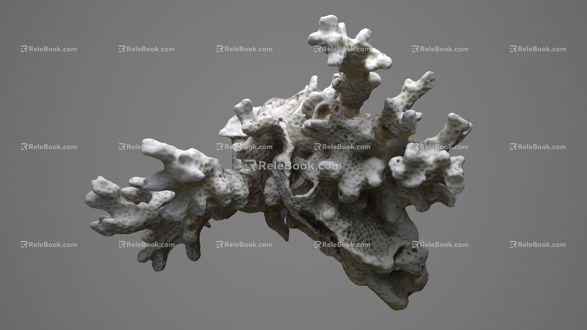 Modern Coral 3d model