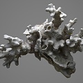 Modern Coral 3d model