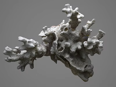 Vibrant Marine Aquatic Animals Thriving in Natural Coral Reef Habitat with Intricate Structures 3d model