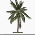 Lush Palm Tree With Green Fronds And Straight Trunk Casting Shadow 3d model