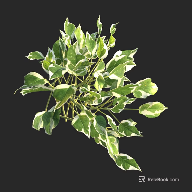 Lush Variegated Green And White Leaf Shrub For Indoor Home Decoration 3d model 
