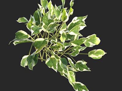 Lush Variegated Green And White Leaf Shrub For Indoor Home Decoration 3d model