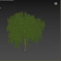 Weeping Willow Tree With Long Hanging Branches And Green Leaves 3d model