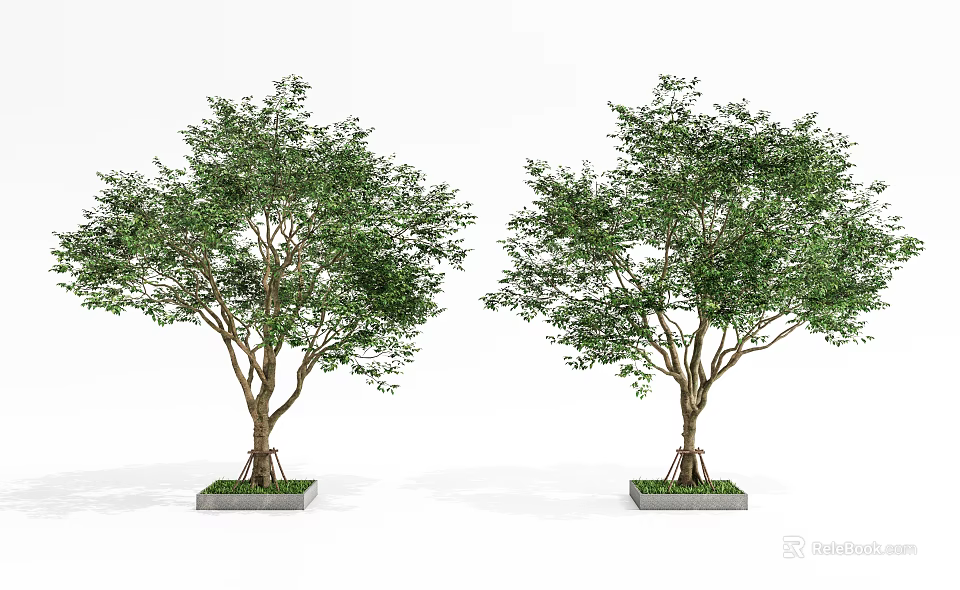 Two Arbor Trees With Green Leaves And Brown Trunks Planted In Square Bases 3d model 