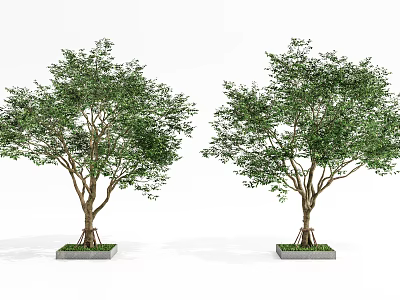 Two Arbor Trees With Green Leaves And Brown Trunks Planted In Square Bases 3d model
