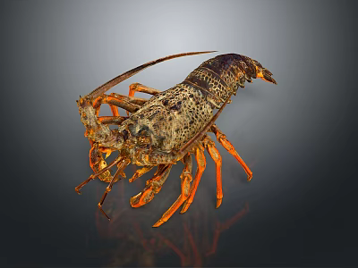 Detailed Lobster With Orange Claws Long Antennae And Dark Segmented Shell On Dark Background 3d model