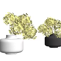 White and Black Minimalist Vases with Green Leafy Plants on Light Background