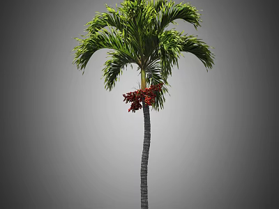 Tall Palm Tree With Green Fronds Red Fruits And Slender Trunk 3d model