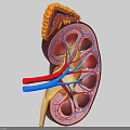 Human Abdominal Organ Kidney 3D Anatomical Model With Blood Vessels And Internal Structures