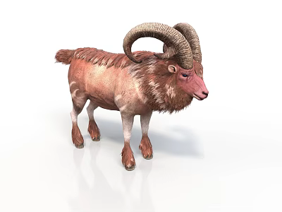 Ram With Large Curved Horns And Brown White Fur Standing On White Background 3d model