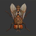 Polygonal Fly 3D Model with Large Red Eyes Transparent Wings and Detailed Legs