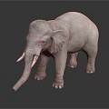Gray Elephant With Ivory Tusks Standing On Dark Reflective Surface 3d model