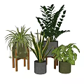 Various Potted Plants with Lush Green Leaves in Gray Green Planters on Wooden Stands