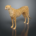 Cheetah 3D Model With Spotted Coat Lifelike Standing Pose And Reflection On Dark Surface 3d model