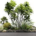 Modern shrub plant landscape cluster 3d model