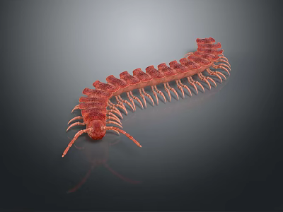 Realistic Red Centipede With Many Legs On Dark Background Detailed View 3d model