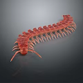 Realistic Red Centipede With Many Legs On Dark Background Detailed View