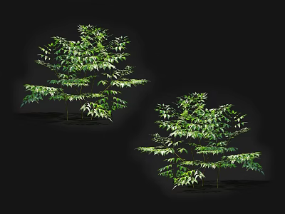 Lush Green Arbor Trees With Dense Foliage For Garden Landscape Decoration 3d model