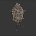 Flying Insect With Long Antennae And Rough Exoskeleton On Dark Background 3d model