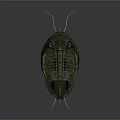 Ancient Trilobite Fossil With Detailed Exoskeleton And Antennae on Gray Background