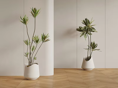 Indoor Potted Plants In White Modern Pots With Light Walls And Wooden Floor 3d model