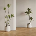 Indoor Potted Plants In White Modern Pots With Light Walls And Wooden Floor