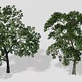 Different Types of Arbor Trees with Various Shapes and Sizes for Garden Design