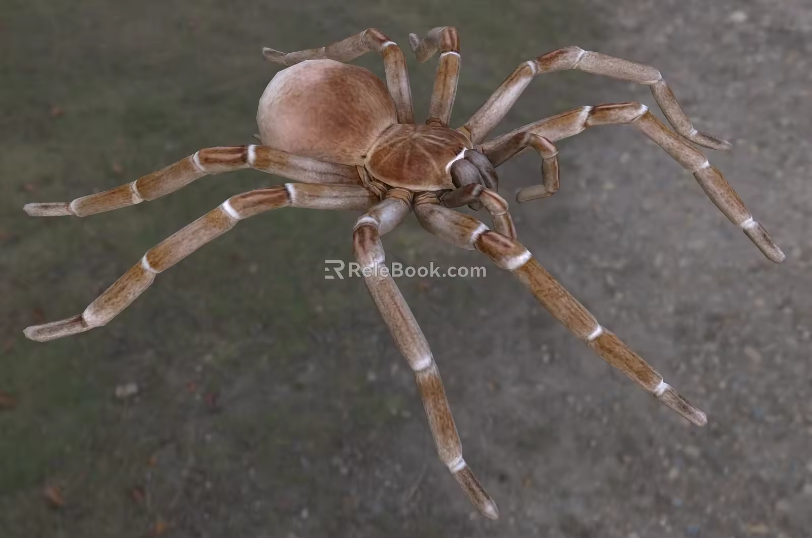 Goliath eating bird spider insect animal creature 3d model