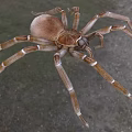 Goliath eating bird spider insect animal creature 3d model